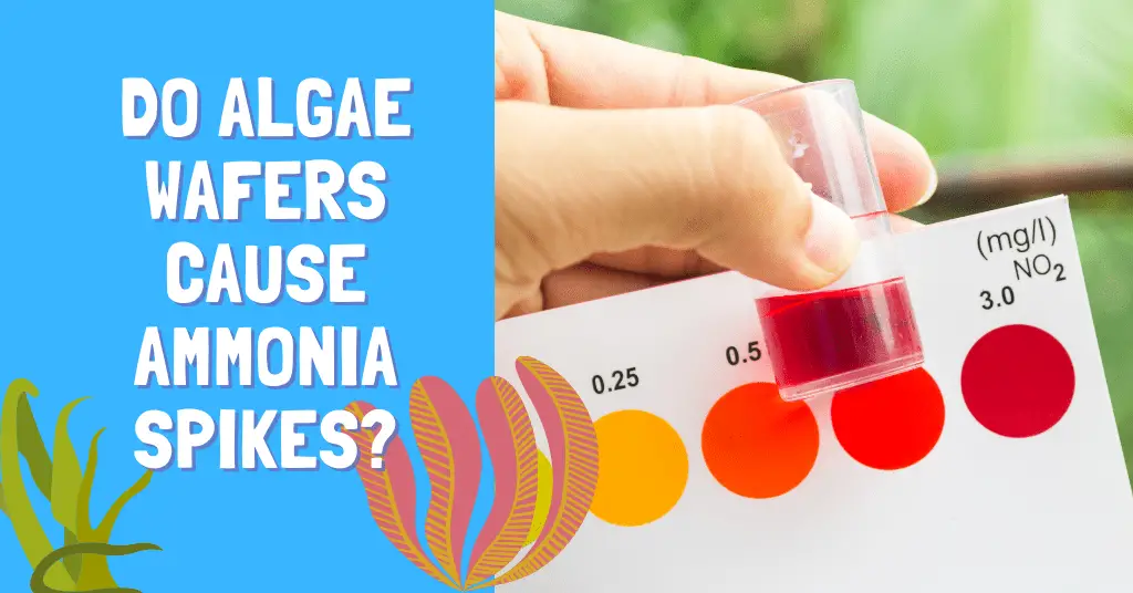 Do Algae Wafers Cause Ammonia Spikes?