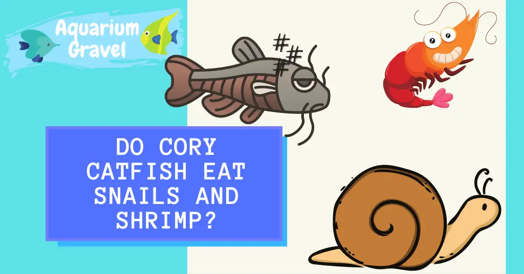 Do cory catfish eat snails and shrimp