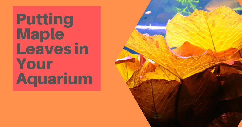 Putting Maple Leaves in Your Aquarium