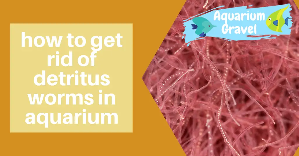 how to get rid of detritus worms in aquarium