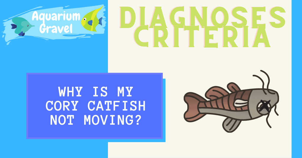 why is my cory catfish not moving