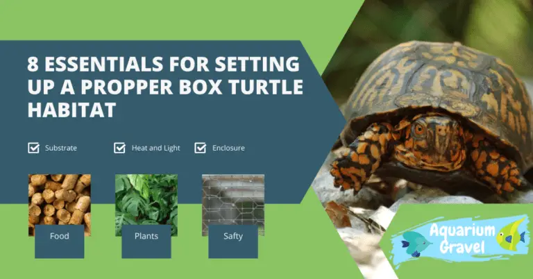 8 Essentials For Setting Up A Propper Box Turtle Habitat - AG