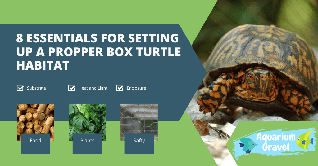 Box turtle habitat