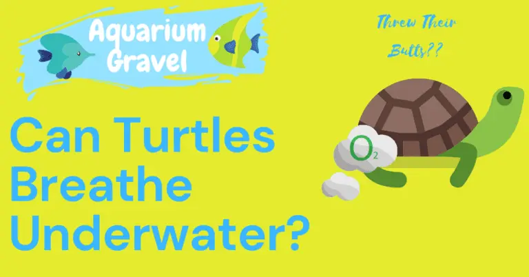 can-turtles-breathe-underwater-the-answer-isn-t-what-you-expected-ag