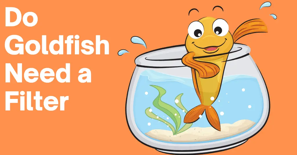Do Goldfish Need a Filter