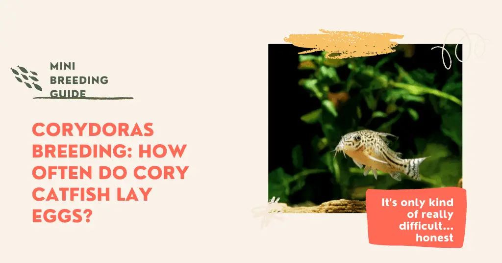 How often do cory catfish lay eggs