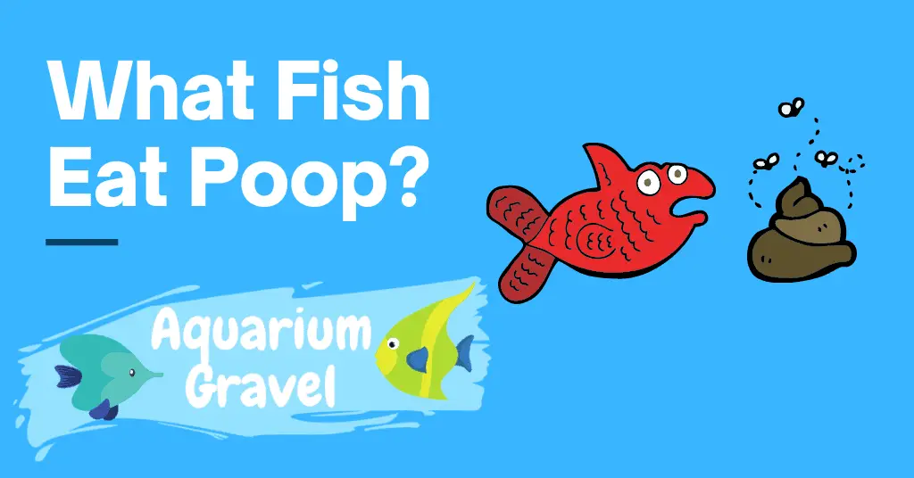 What Fish Eat Poop?