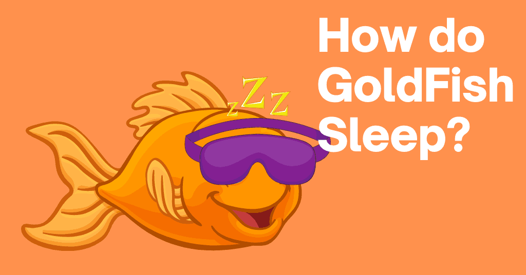 how do goldfish sleep