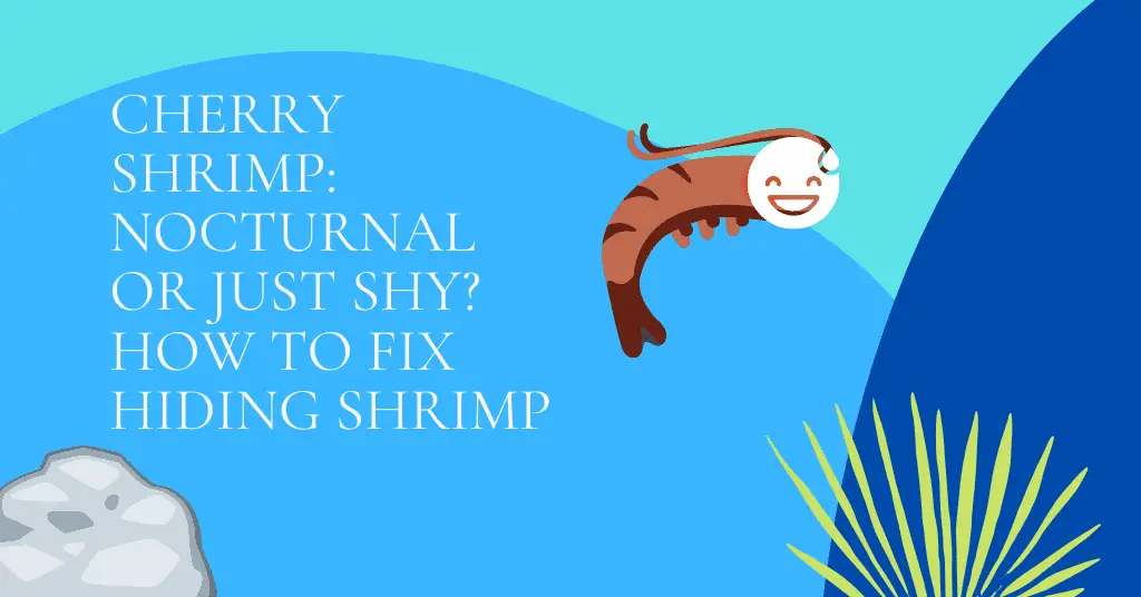 Cherry Shrimp: Nocturnal or Just Shy? How to Fix Hiding Shrimp