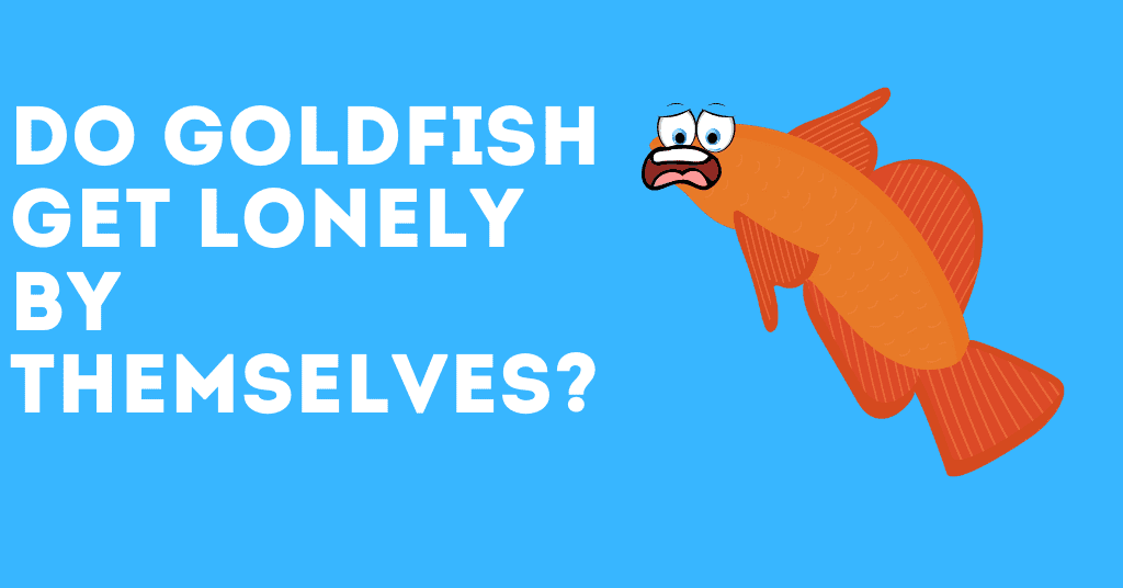 Do goldfish get lonely by themselves