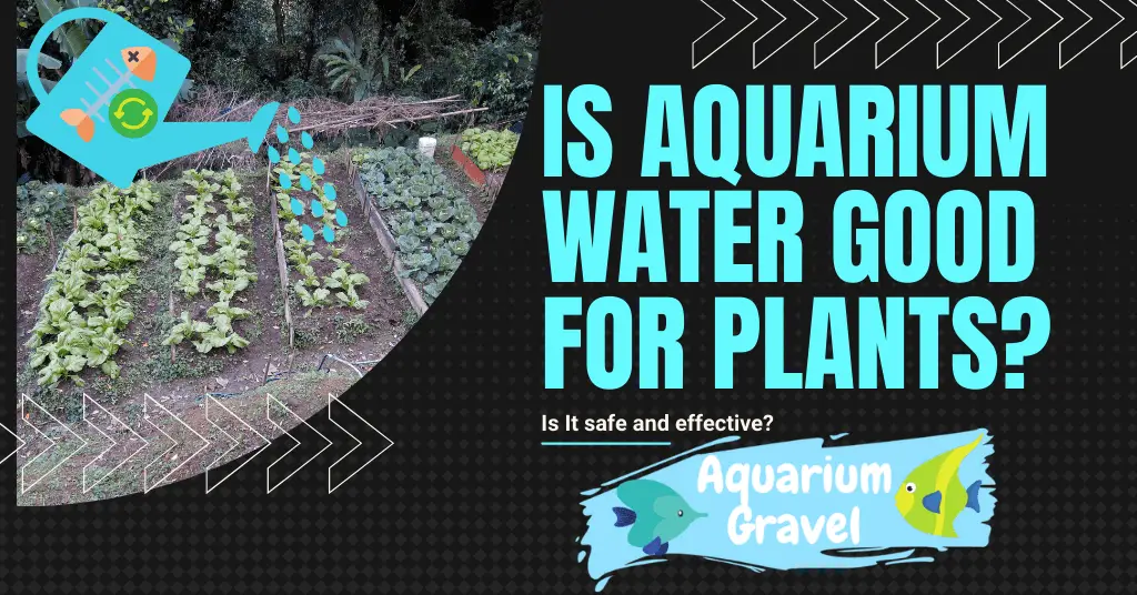 Is aquarium water good for plants?