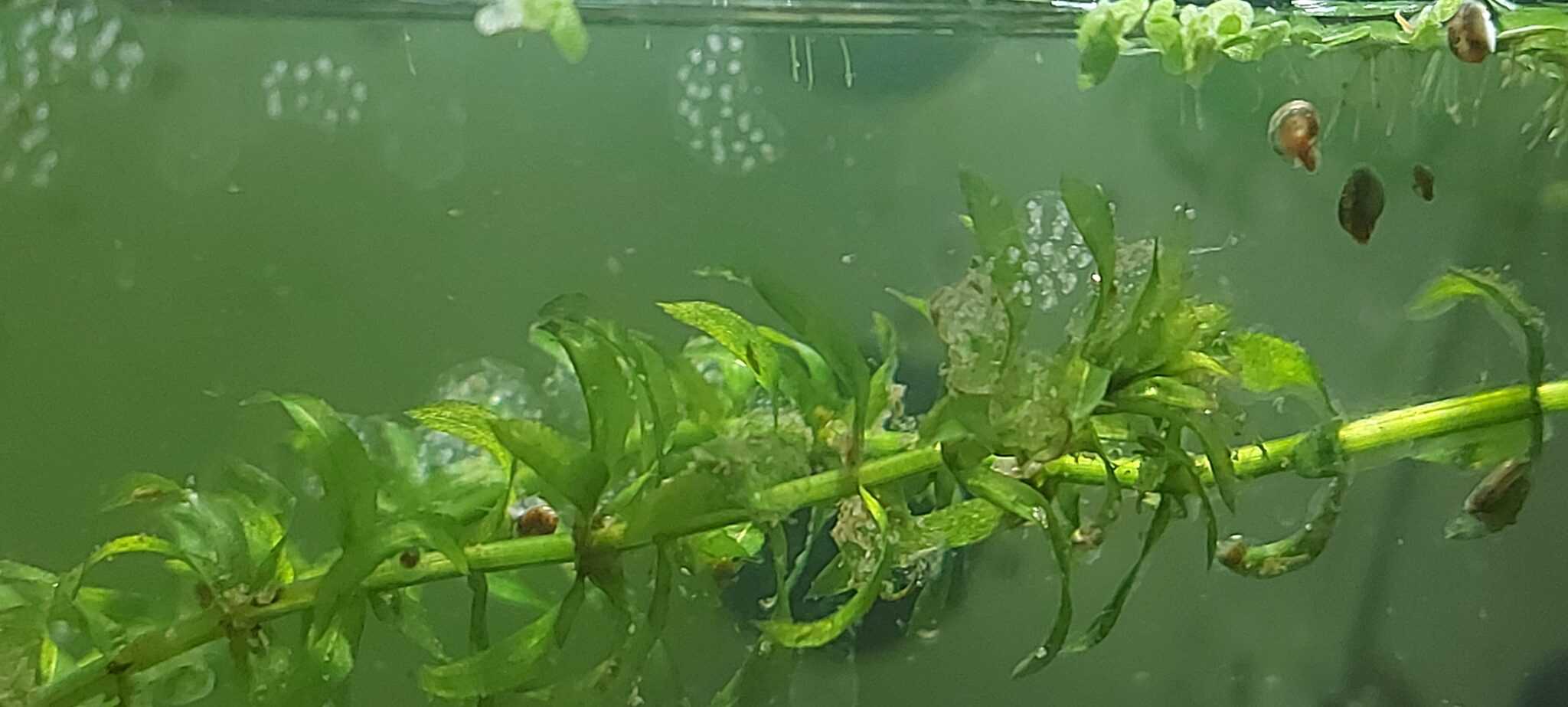 Ramshorn Snail Eggs Things You Need To Know AG