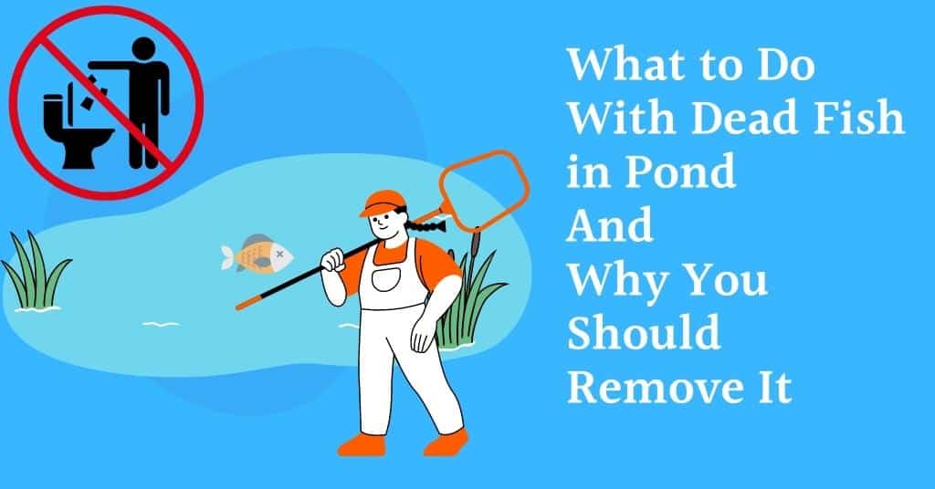 what-to-do-with-dead-fish-in-pond-and-how-to-dispose-of-it