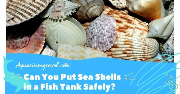 can-you-put-sea-shells-in-a-fish-tank-safely-ag