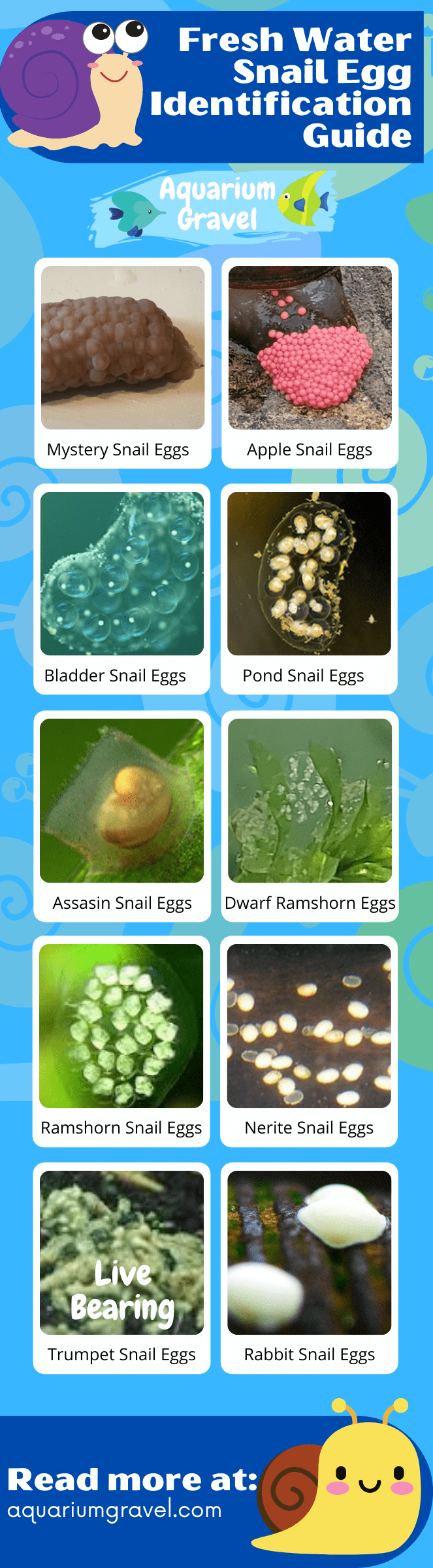 Contains images of mystery snail eggs, apple snail eggs, bladder snail eggs, pond snail eggs, assasin snail eggs, dwarf ramshorn and ramshorn eggs, nerite snail eggs, trumpet snial eggs and rabbit snail eggs 