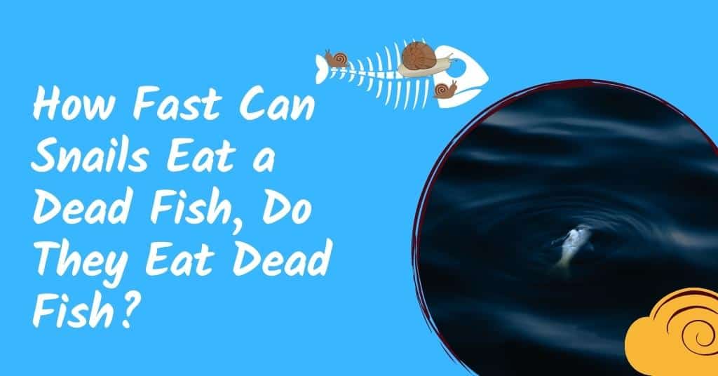 How Fast Can Snails Eat a Dead Fish, Do They Eat Dead Fish?