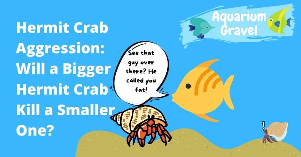Hermit Crab Aggression: Will a Bigger Hermit Crab Kill a Smaller One?
