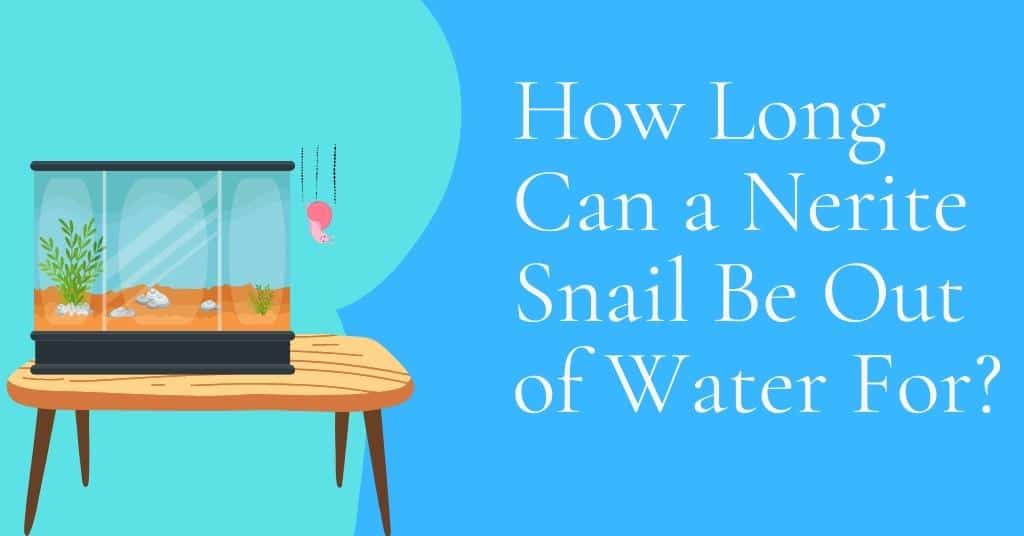 How Long Can a Nerite Snail Be Out of Water For?