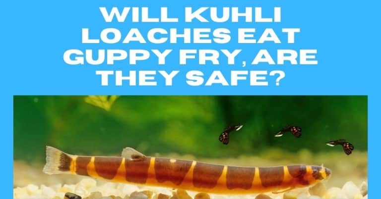 Will Kuhli Loaches Eat Guppy Fry, Are They Safe?