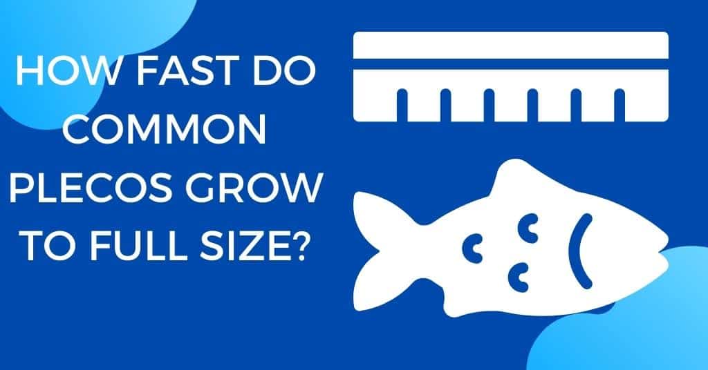 How Fast Do Common Plecos Grow To Full Size?