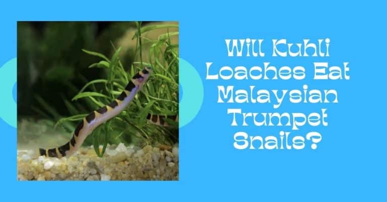 Will Kuhli Loaches Eat Malaysian Trumpet Snails?