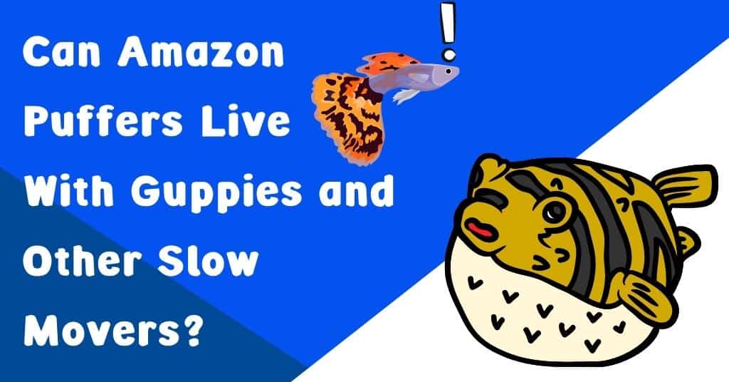 Can Amazon Puffers Live With Guppies and Other Slow Movers?