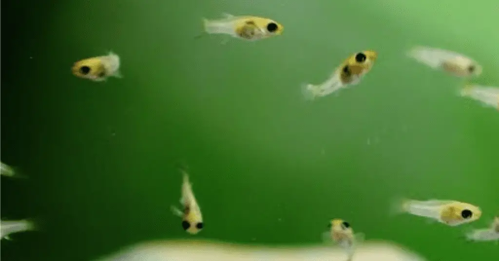 Picture of several molly fry