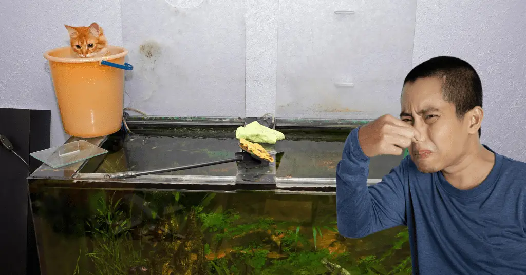 Aquarium Gravel The home of aquarium information