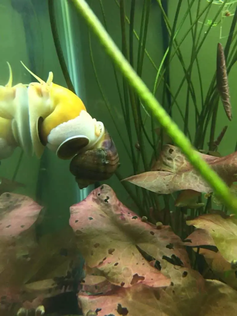 Why Are Your Mystery Snails Stuck Together? 2 Main Reasons